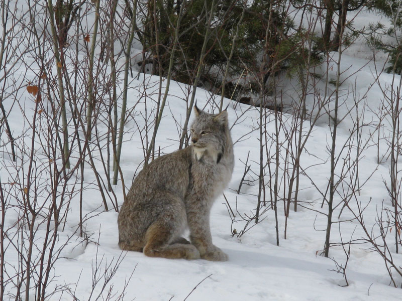 hww_ffdp's tweet image. What is the #CanadaLynx's favourite prey? Is it: squirrels, foxes or Snowshoe Hare? It's Snowshoe Hare! It forms about 75% of its winter diet!🐇🐈More info right here! bit.ly/4dTshET 📸 Photo by Dawn Nowlin #HinterlandWhoSWho #WildlifeFacts #CanadianWidlife