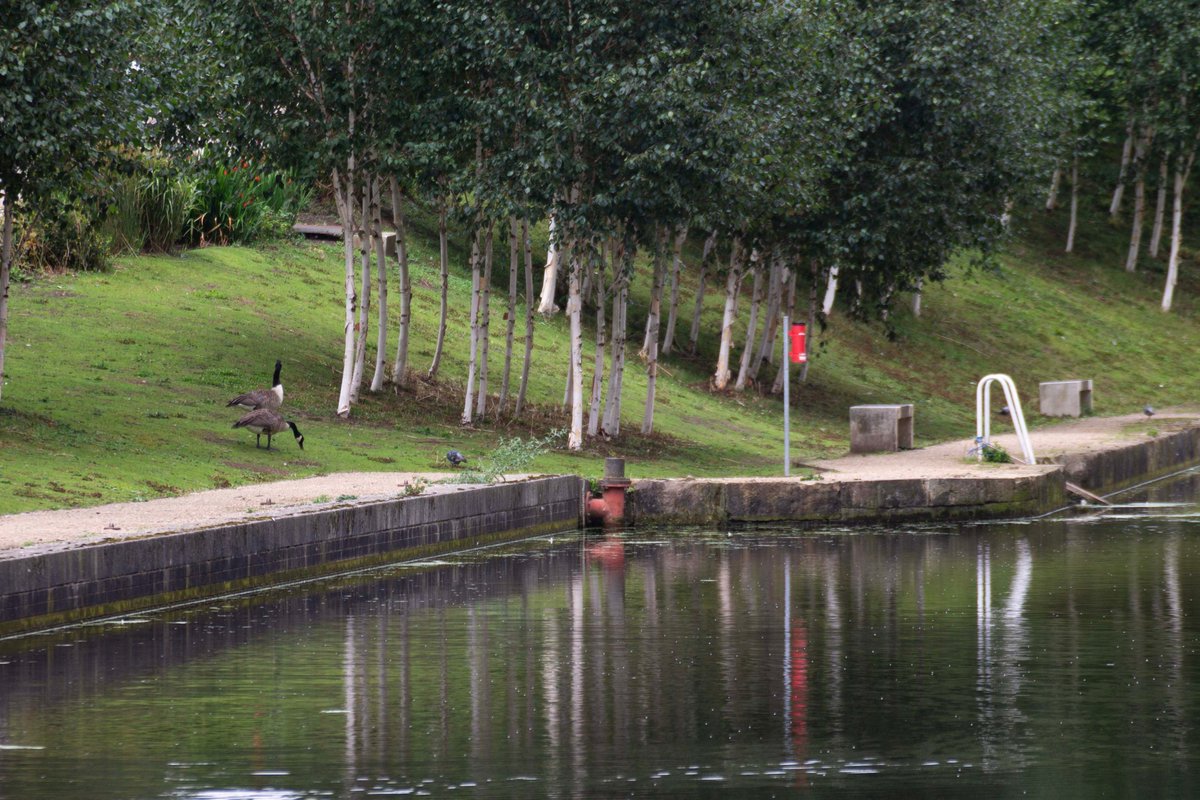 PhotoTjv's tweet photo. Waterside Birches

(Middlewood Locks, Salford, Manchester, July 2025)

#photography #streetphotography #urbanphotography #urbanwildlife #urbangreenspace #greenspace #trees #birch #waterbirds #canadagoose #canallock #canal #MiddlewoodLocksSalford #Salford #Manchester https://t.co/963LVJrcwK