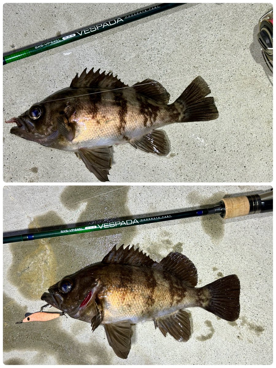 fr_chopper's tweet photo. 初めての牡鹿半島、グッドサイズのアイナメの後はゼイゴーLと大好きなサクラグローのブリーデン、ミニマルでメバリング☝️😉
そして旅の釣りにヴェスパーダはやはり最高でした✨
#INXlabel
#インクスレーベル
#ヴェスパーダ
#ゼイゴー
#BREADEN
#ミニマル
#PR https://t.co/fdsQRS3zma