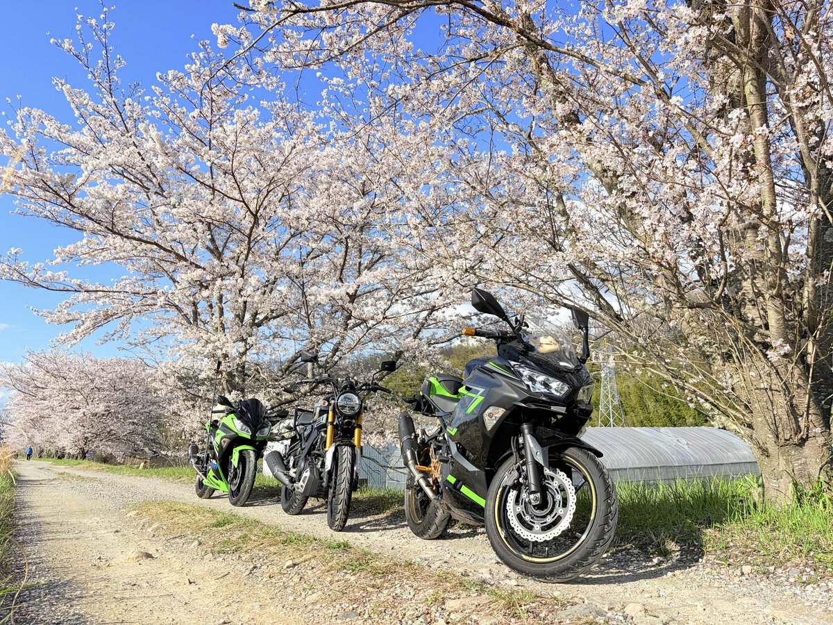 ジョリー tweet media