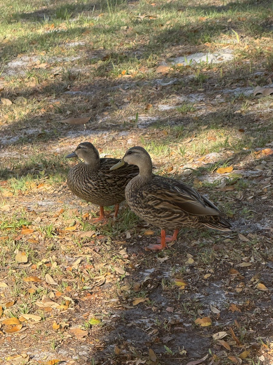 🇺🇸 Dave 🇺🇸 tweet media