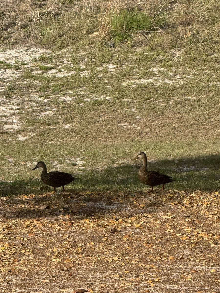 🇺🇸 Dave 🇺🇸 tweet media