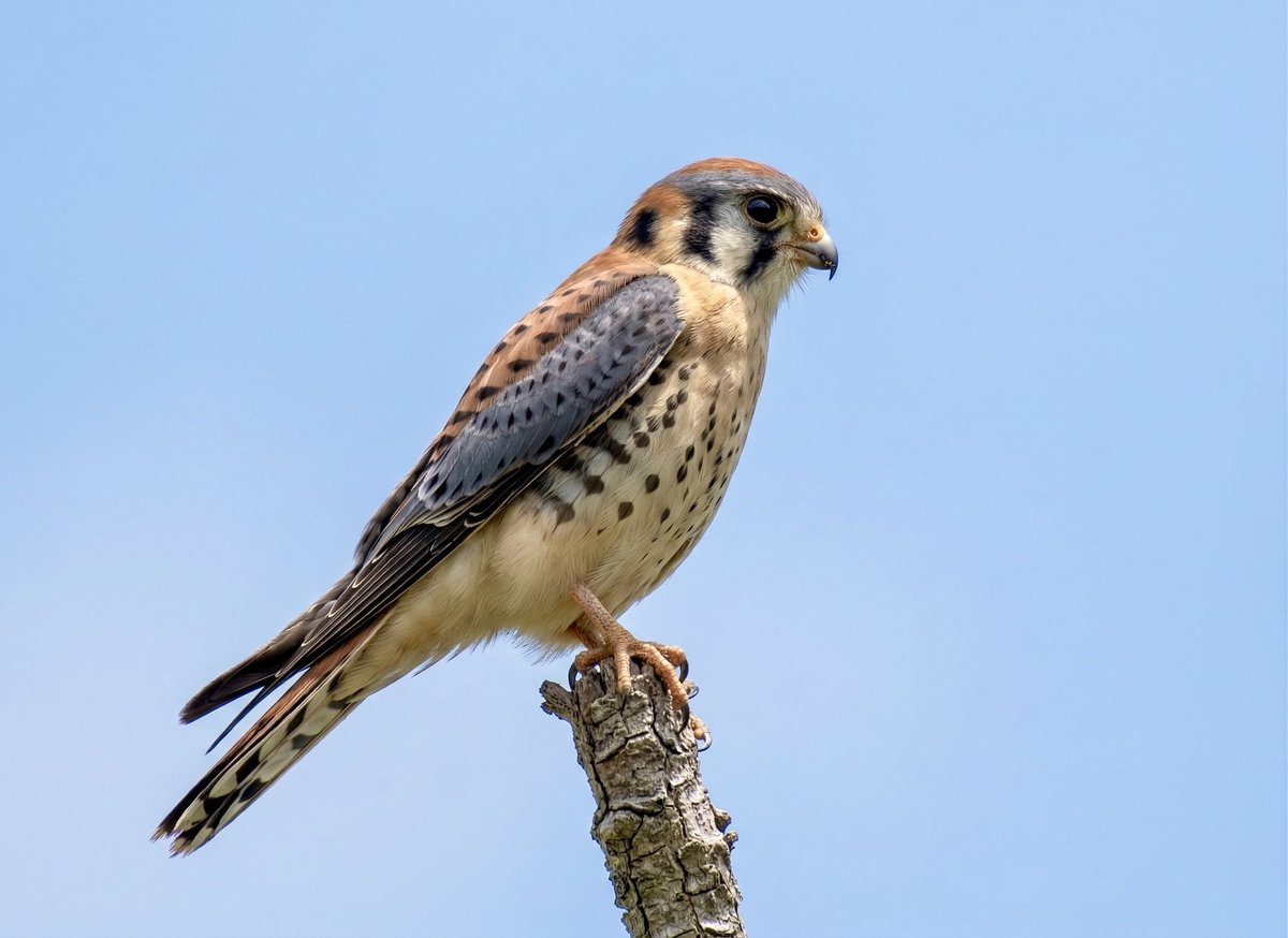 Romel  Romero ™ tweet media