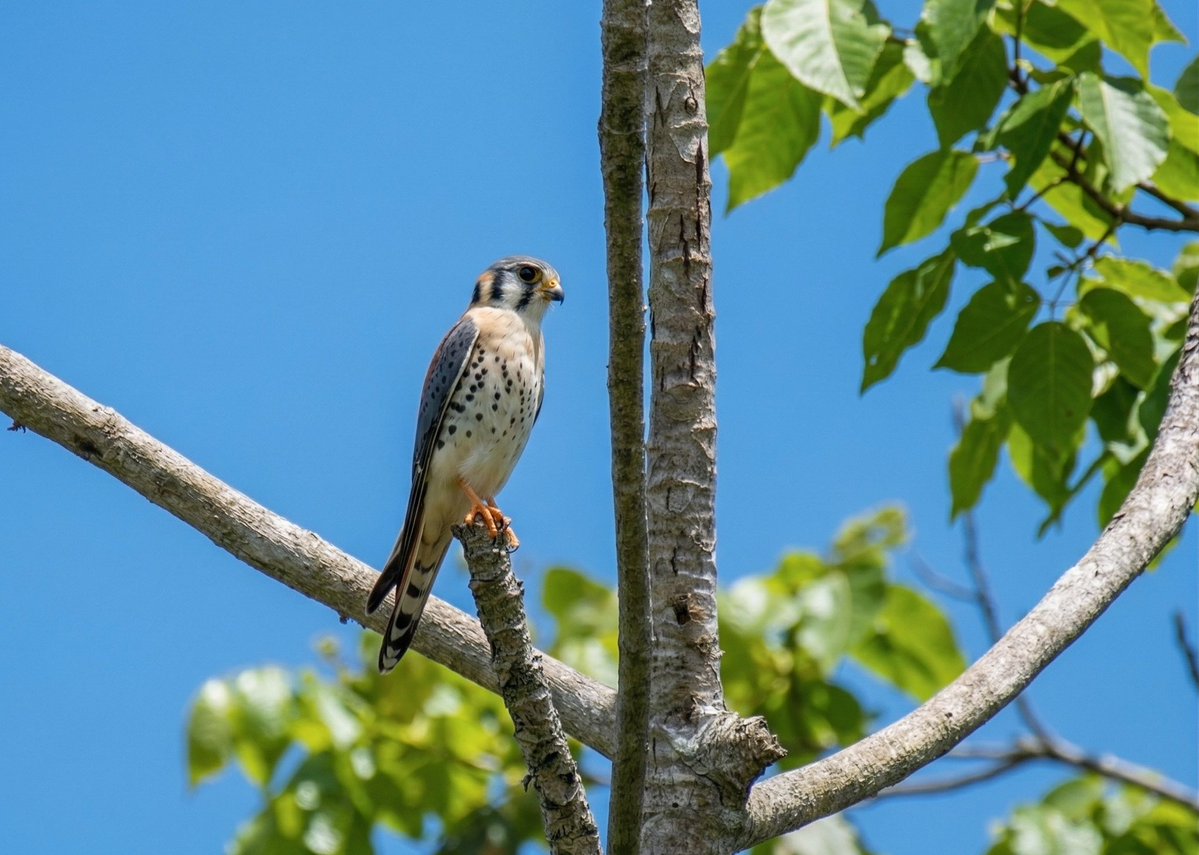 Romel  Romero ™ tweet media