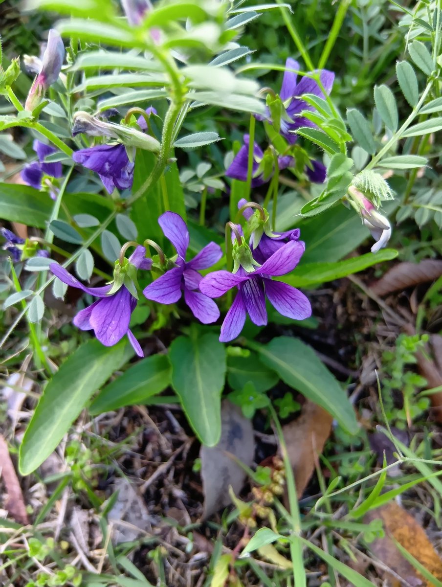 あんず tweet media