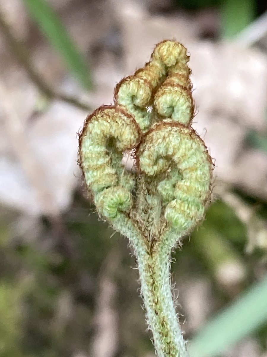 The English Oak Project tweet media