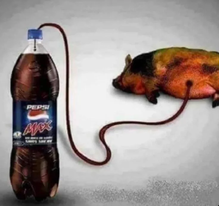 largest rodent tweet media