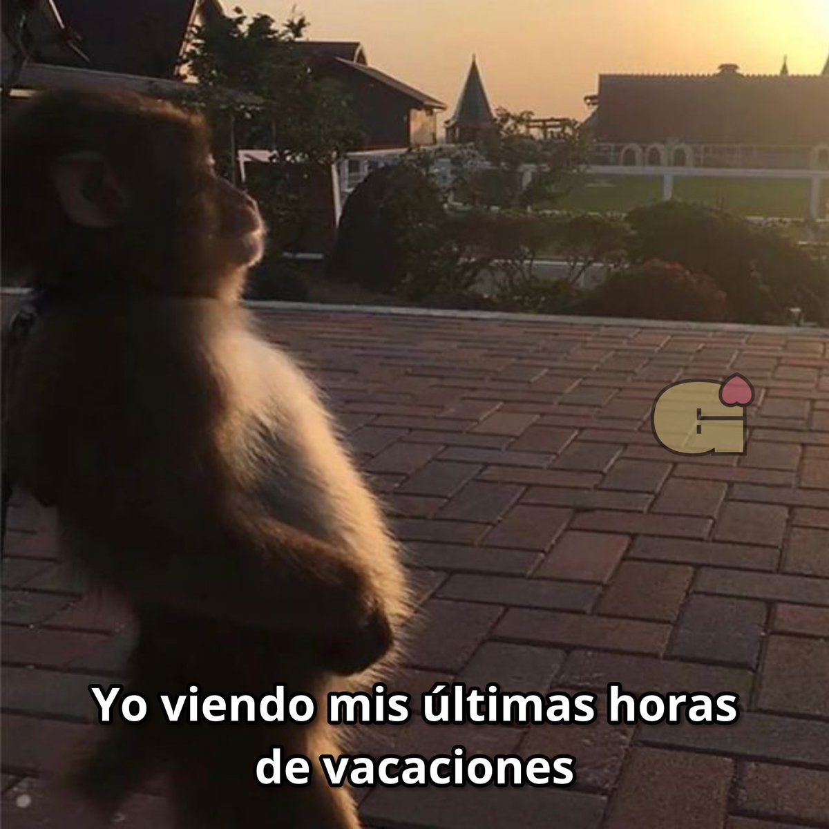 El Guarromántico tweet media