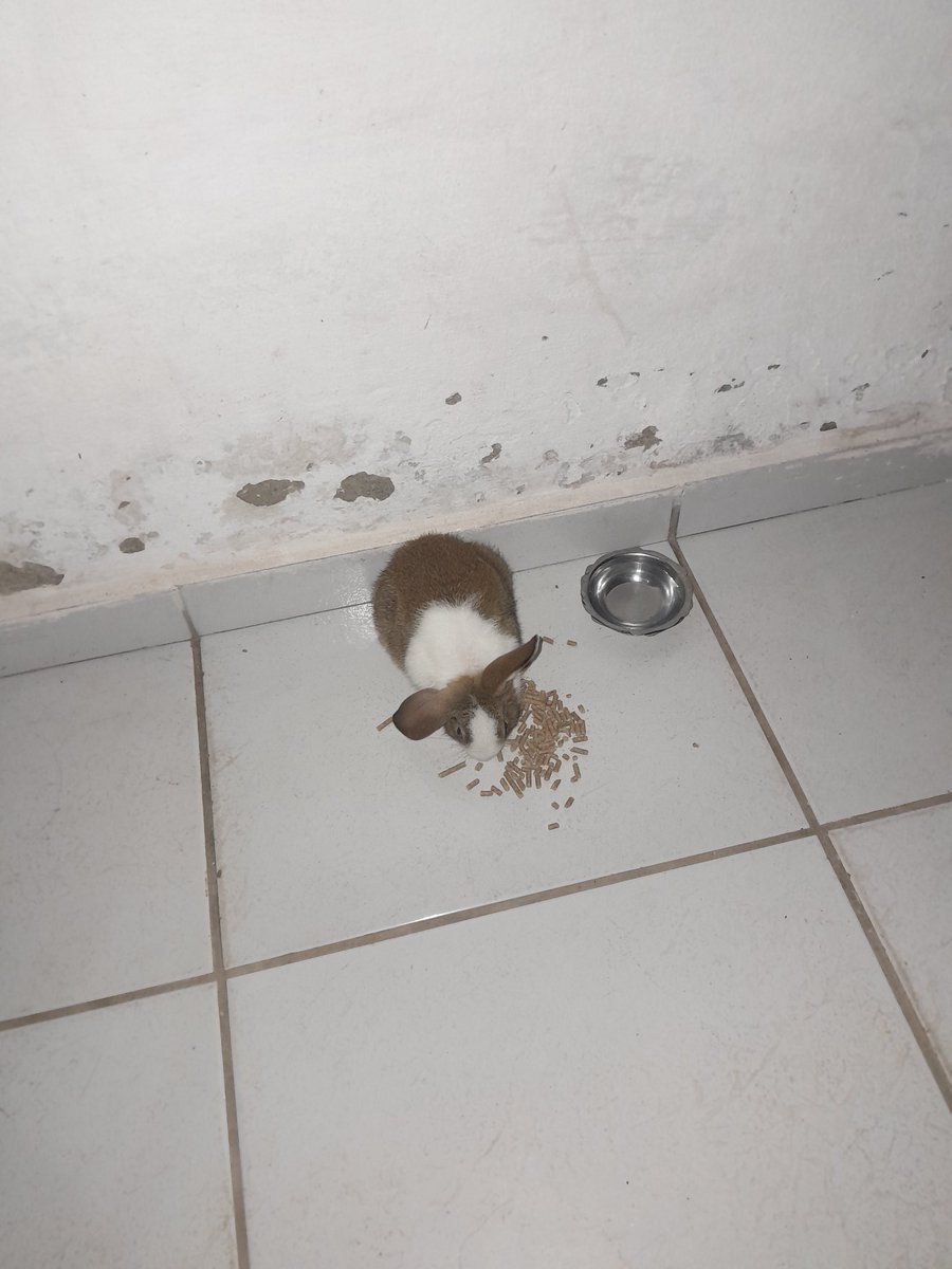 Laninha Bolsogata 😎🇧🇷🌵 tweet media