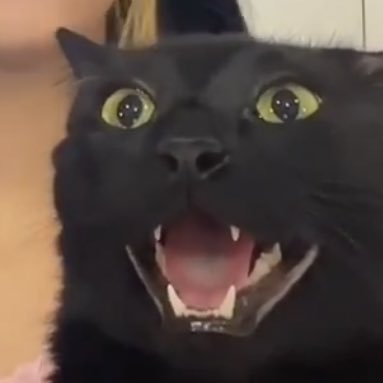 angel ☆ tweet media