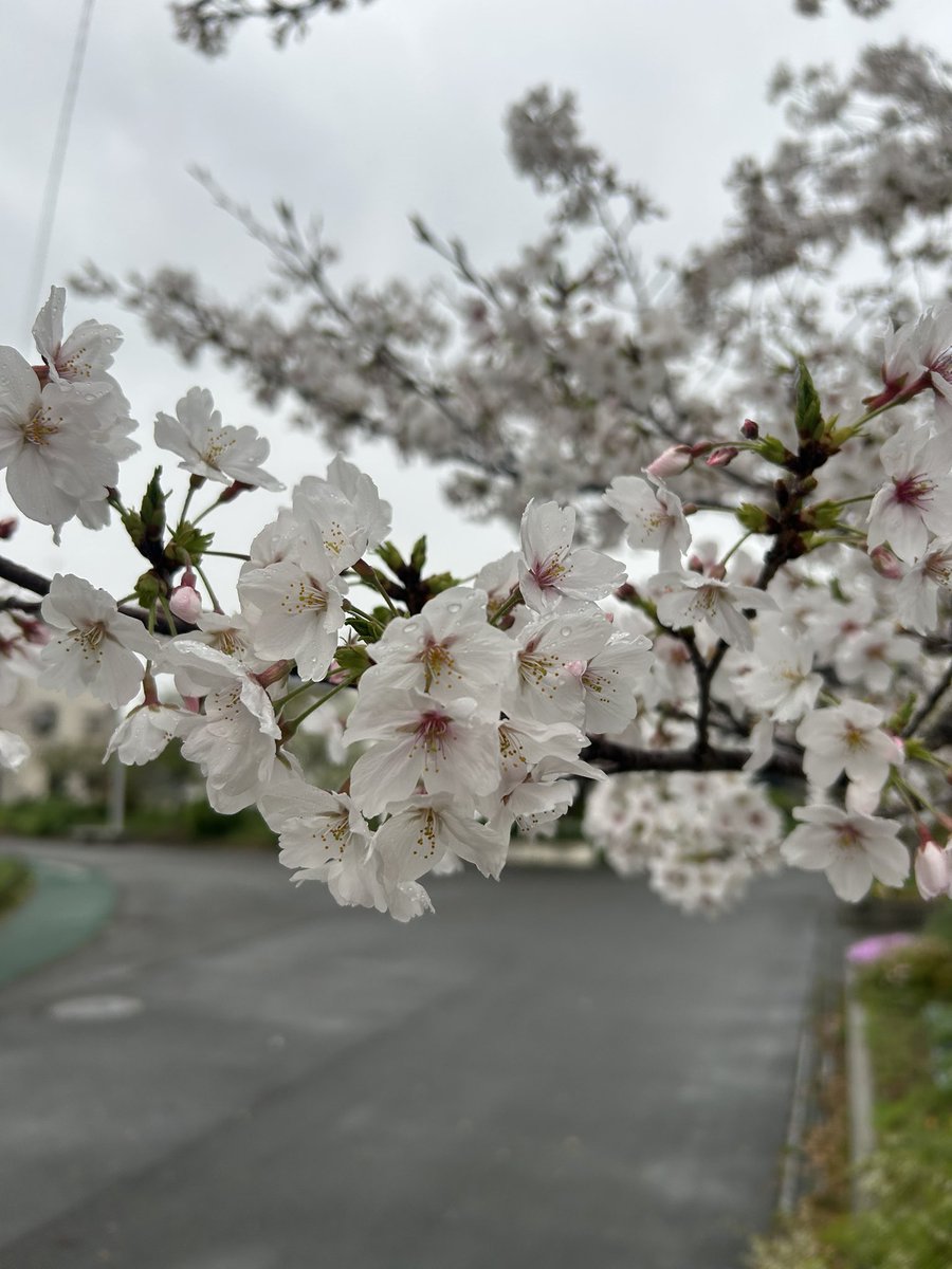 Forest@エンタメそして読書垢 tweet media