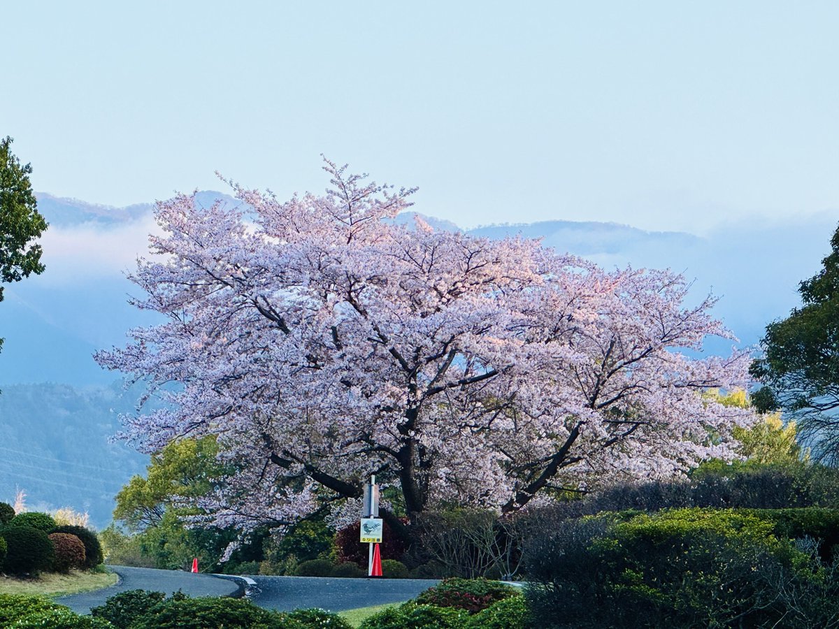 まだまだ残ってる🌸☺️

今週も頑張ろう！

頑張れ、自分！😆

#朝活　#秦野市