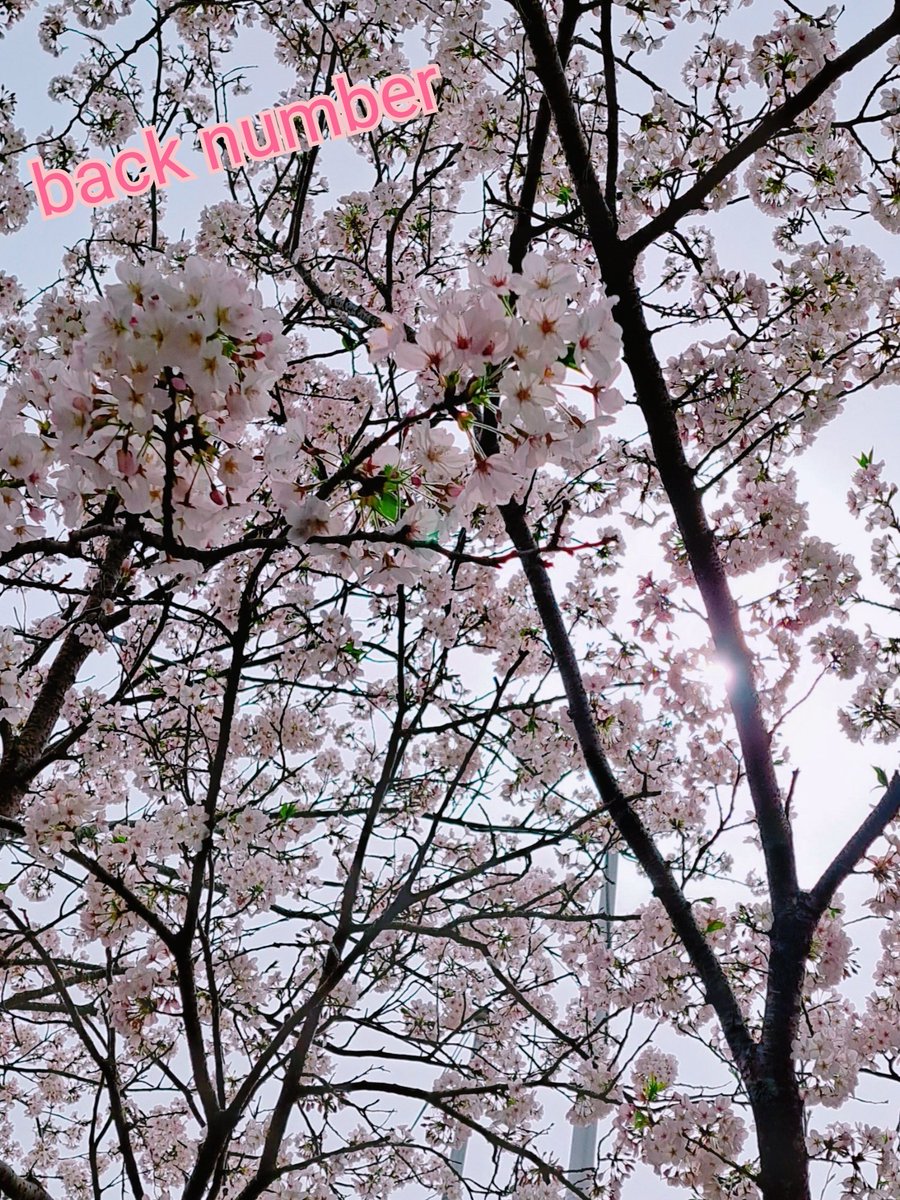moco1024_bn's tweet photo. メジャーデビュー15周年おめでとうございます✨
素敵な3人素敵な曲🎶
これからも楽しみにしてます😊
ライブも💖
 #はなびら 🌸
 #backnumber
 #デビュー15周年 https://t.co/DmVO1ipiNP