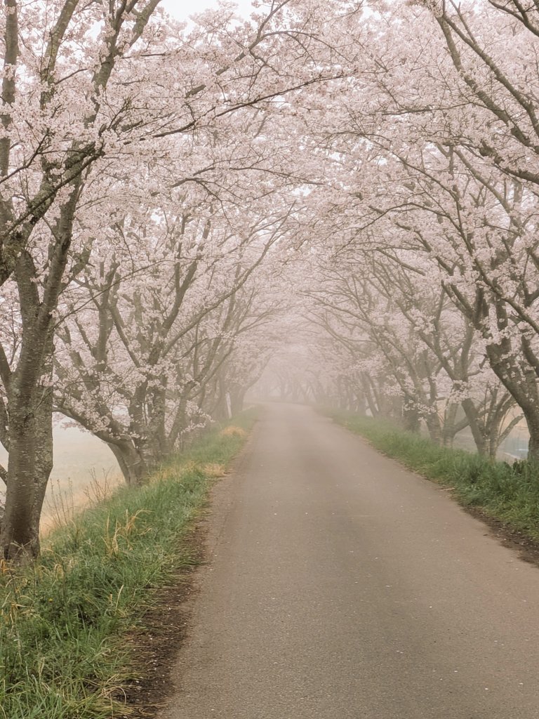 蘭陵王 tweet media