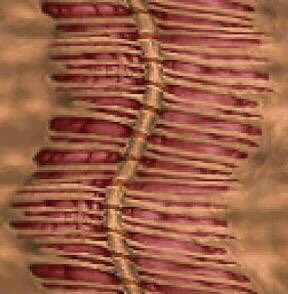 Shotgunless Shell tweet media