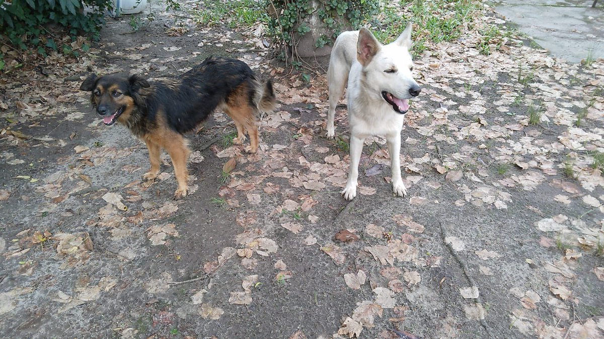 redbicheraoficialuruguay tweet media