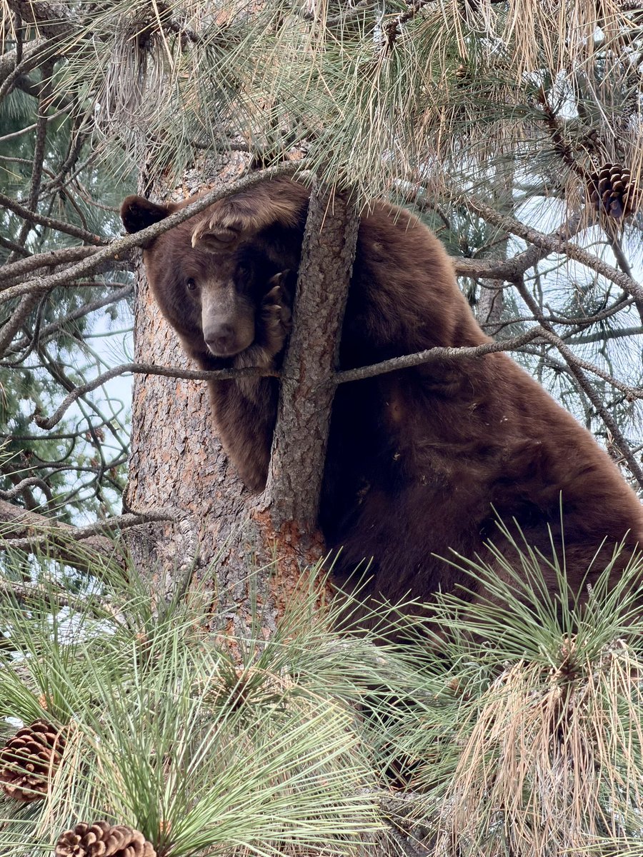 GroundedWhimsy's tweet image. He looks suspiciously fat and furry for a spring bear. Think maybe it’s a guy in a suit? #montanaspring