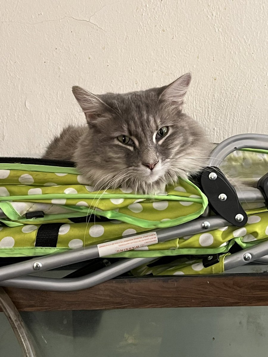 Mouse (Gabapentin Type) tweet media