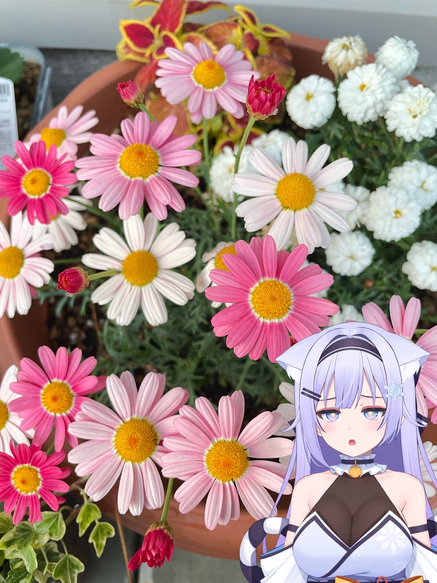 雪村Lily❄️️🩵 新人Vtuber tweet media