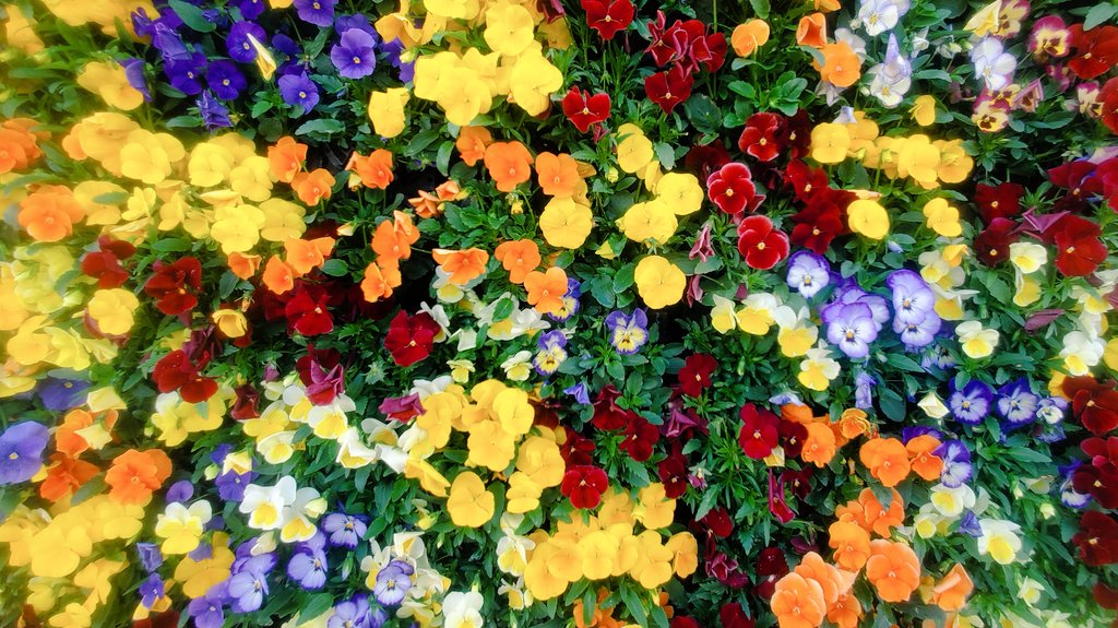 あおい (@pelargoniuma0) on Twitter photo 