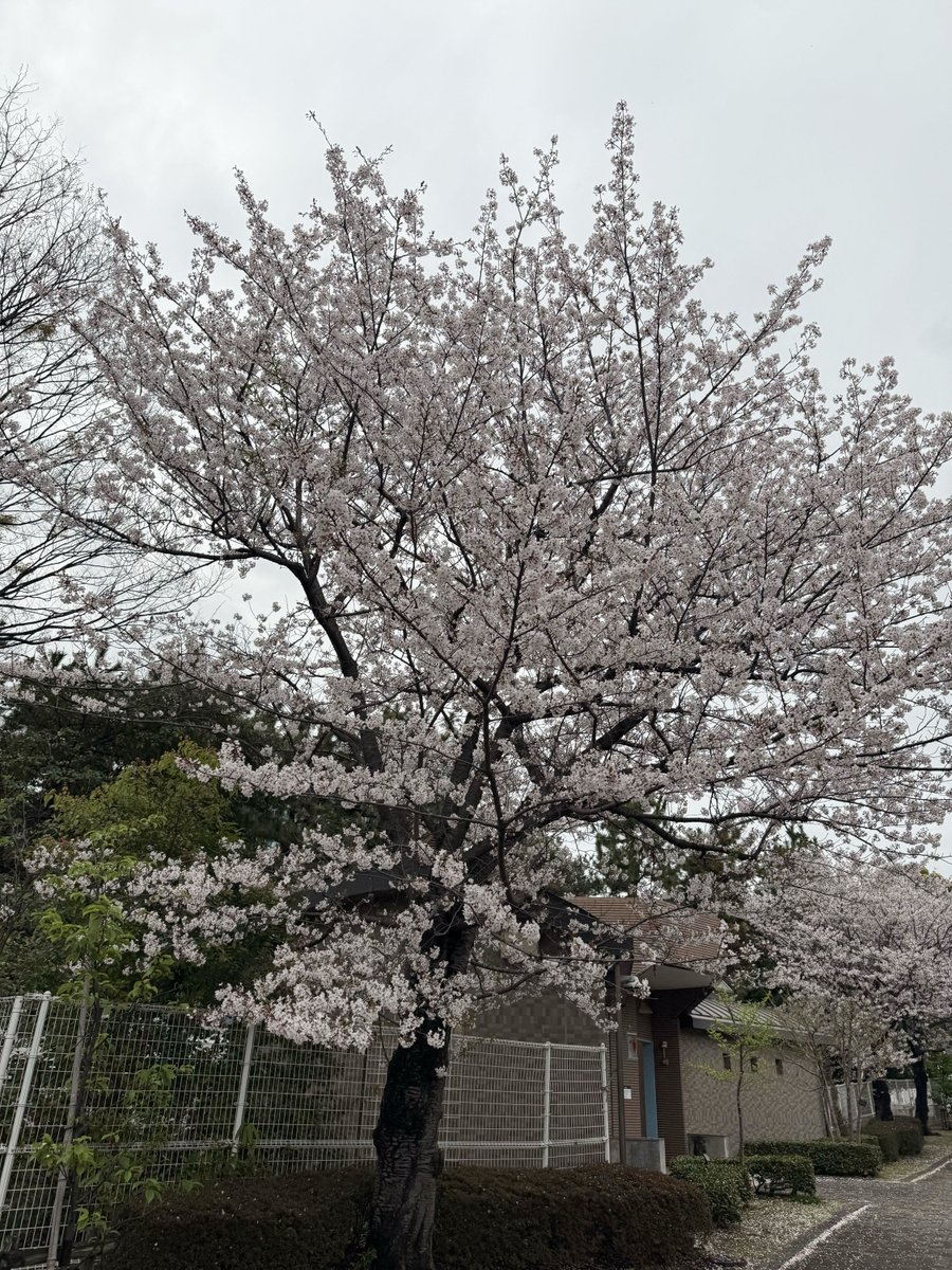 andTEAMluneGBL's tweet image. 🌐 [WEVERSE] 260406
       #JO Post 🍚

"🌸"

🔗weverse.io/andteam/artist…

#andTEAM_JO #앤팀
@andTEAM_members