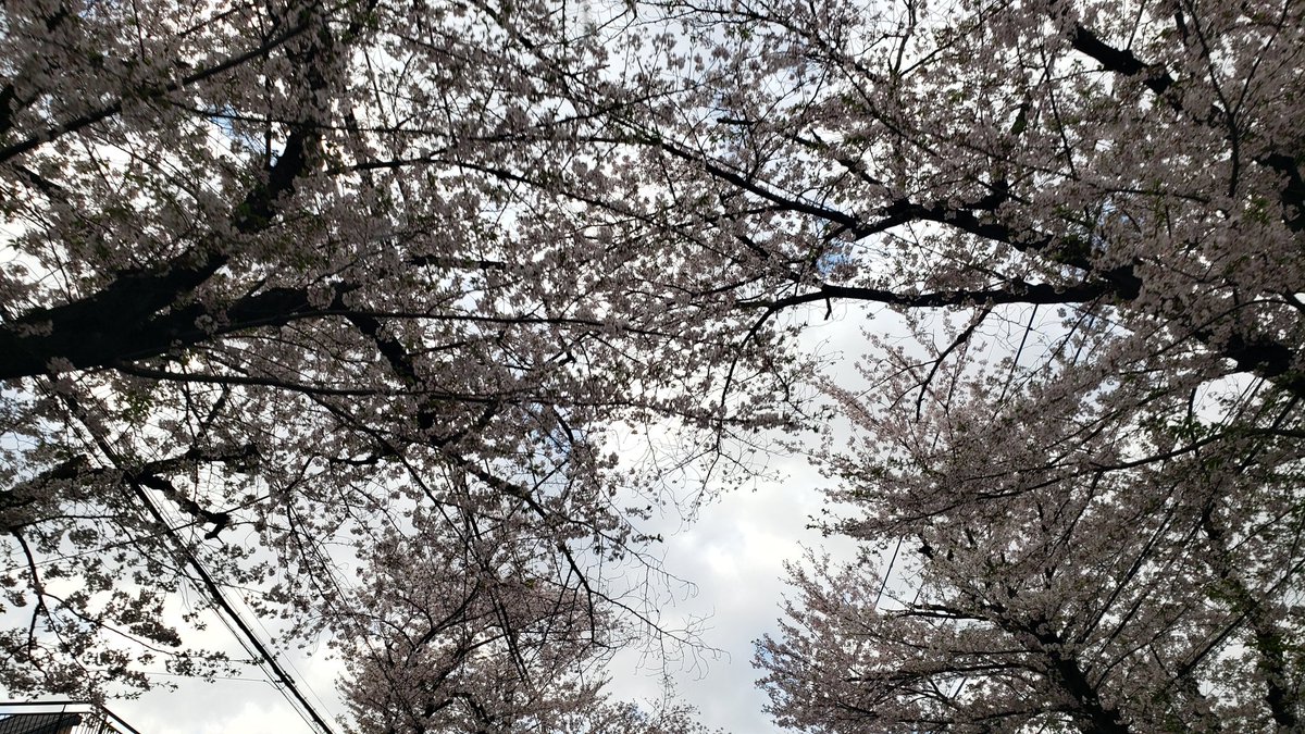 🎳🐰影🐯虎🐶🎳 tweet media