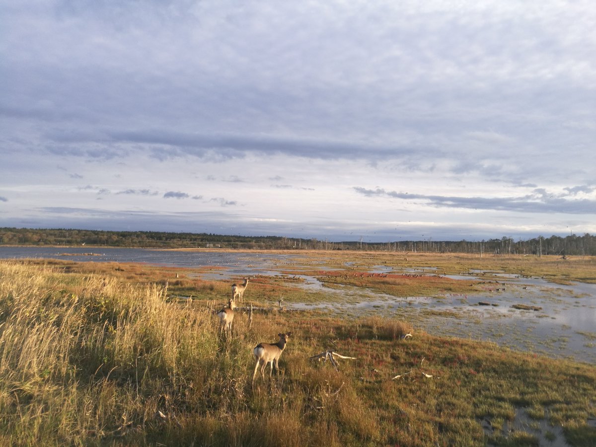 缶ピース tweet media