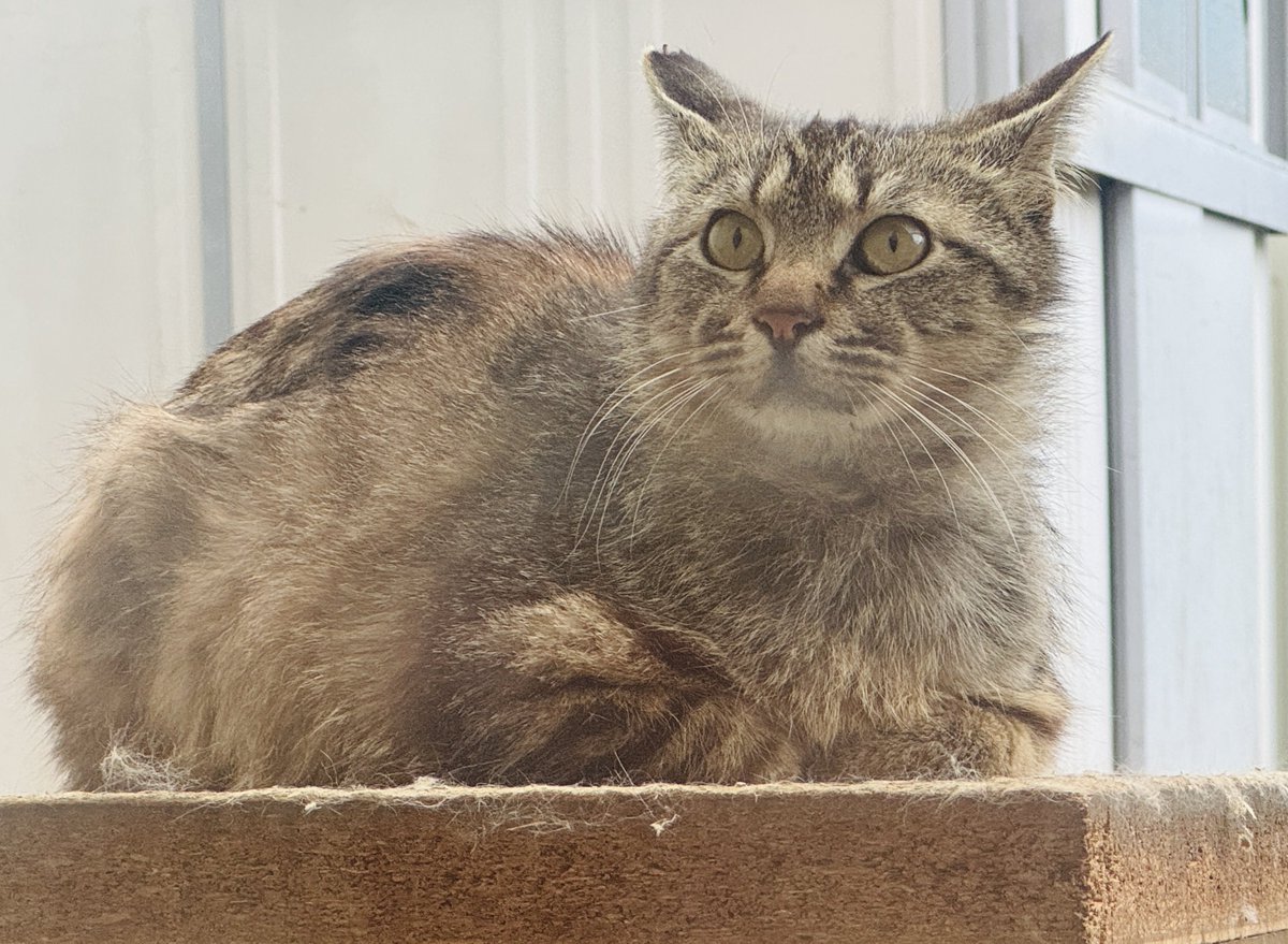 レイナールの分身 tweet media