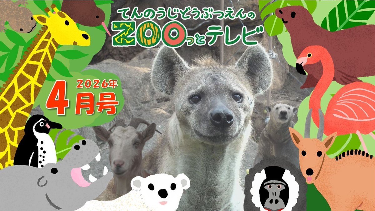 tenzootv_jcom's tweet photo. 4月号放送中📺公式HPでプレゼント企画実施🎁
🔸動物の本能を刺激する🍗食事の工夫💡
🔸推しが見つかる❣️てんZOOどうぶつだいずかん🐯
➡️３匹のヤギ🐐
🔸フンボルトペンギンの営巣地🐧

番組HP🔽
https://t.co/uc6rdHoAf4
YouTube🔽
https://t.co/ca60VJVDCR
#ハイエナ #ホッキョクグマ #ペンギン #ヤギ https://t.co/lWqNj9rzHk