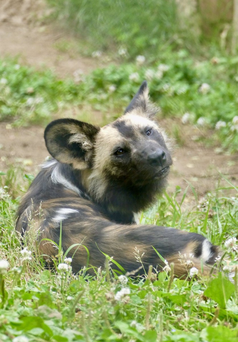 レムルゥ tweet media