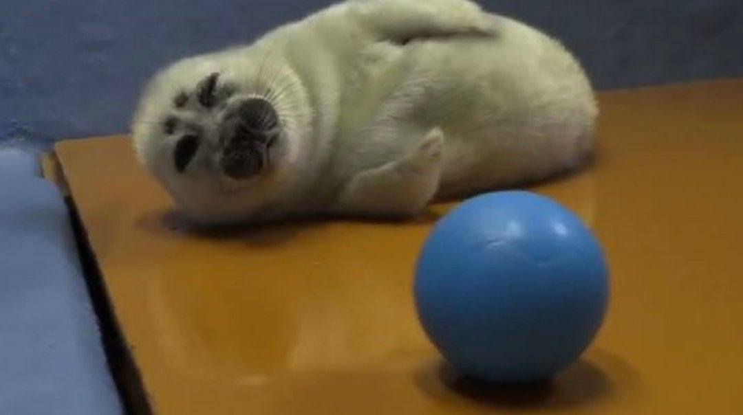 ChubberDunkus tweet media