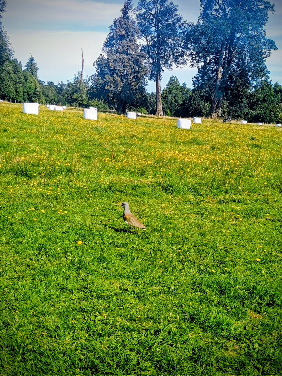 Paseo por el campo 🚜 
#PuertoVaras
#Chile