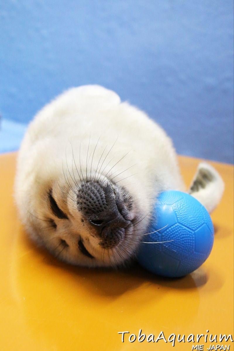 ChubberDunkus tweet media