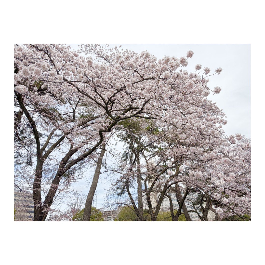 あきゃ tweet media