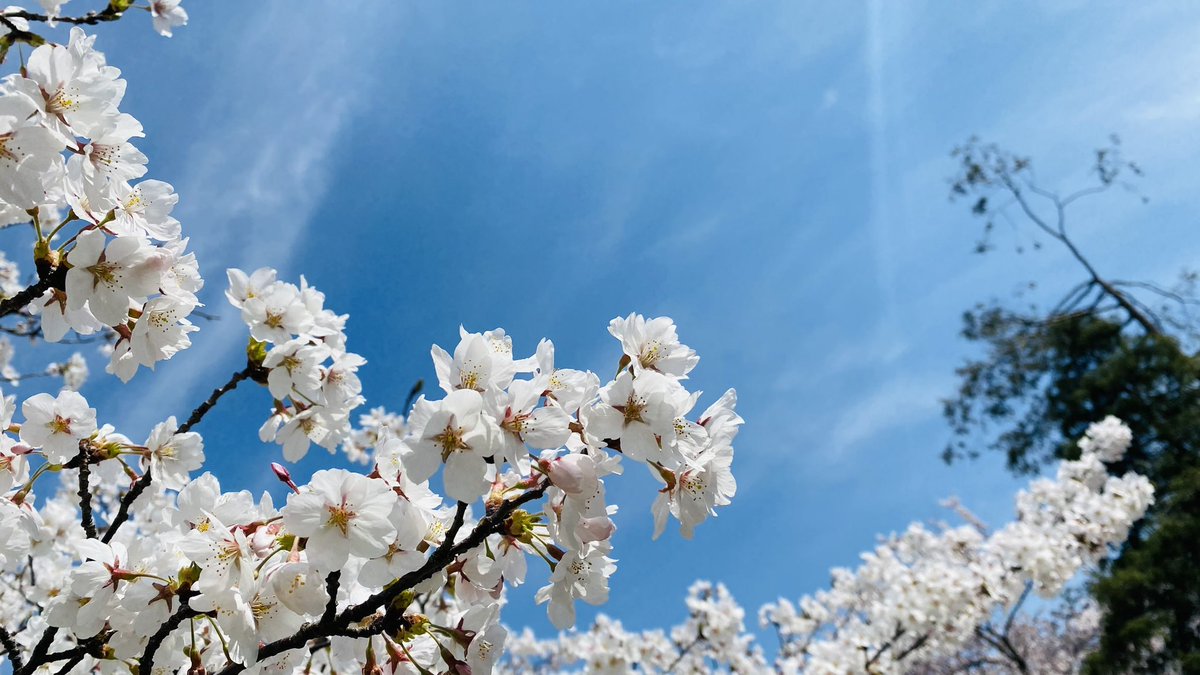 清川屋🍒【公式】山形のさくらんぼ🍒受付開始❗️山形の旬をお届け tweet media