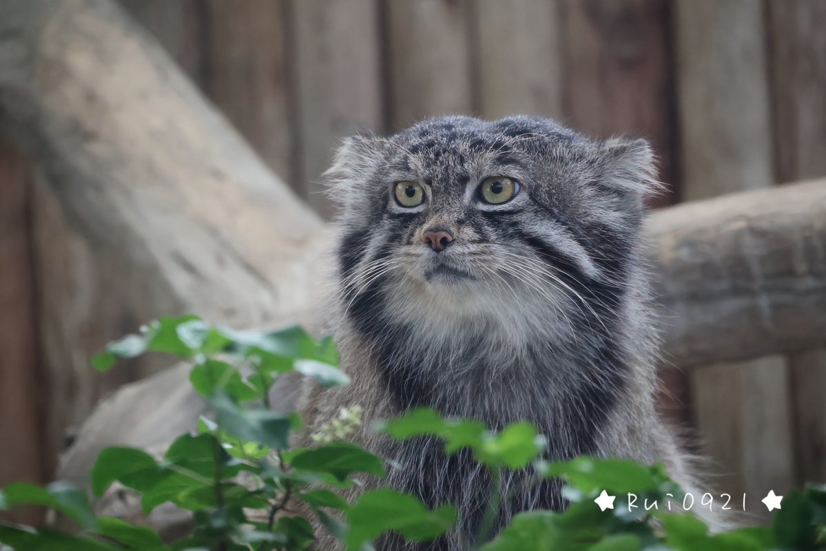 🥁 Rui 0921🥁 tweet media