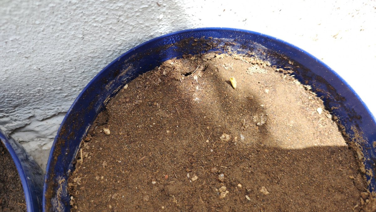 Marquesa Inari 📼 MimicVHS #HorrorVTuber tweet media