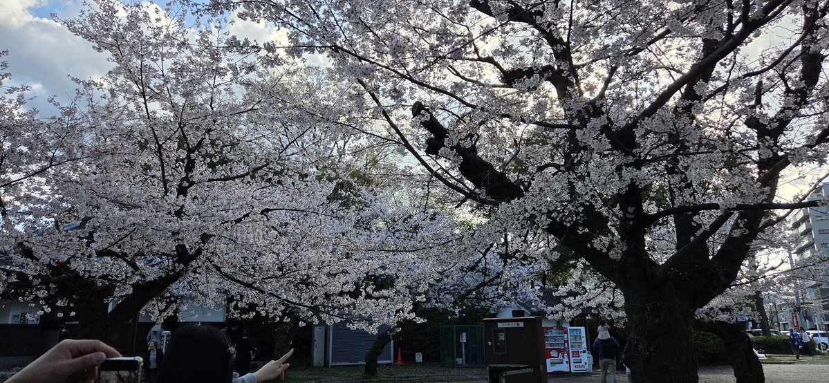 れんしょー tweet media