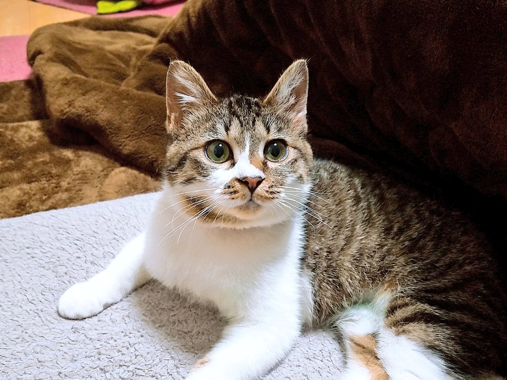 黒豆大福 tweet media