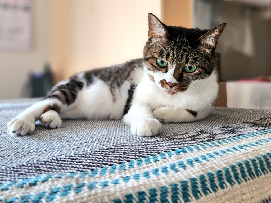 黒豆大福 tweet media