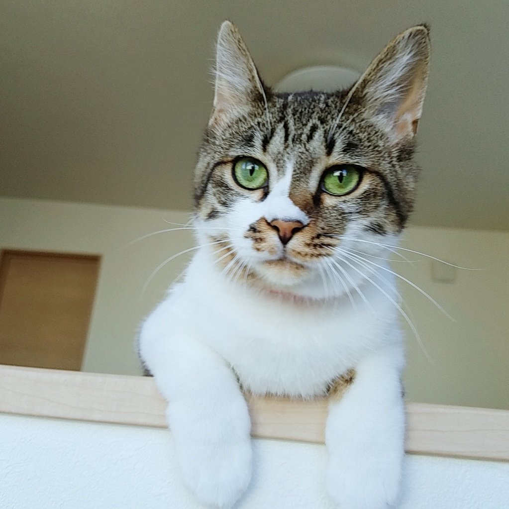 黒豆大福 tweet media