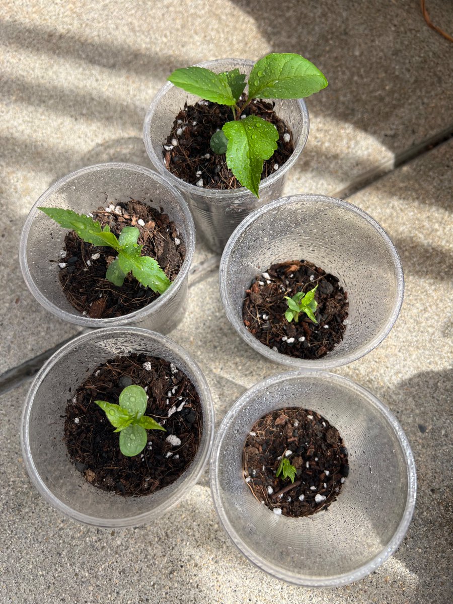 ECO-Herb tweet media