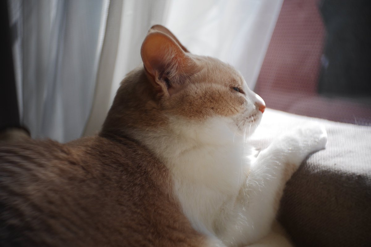 hirachan tweet media