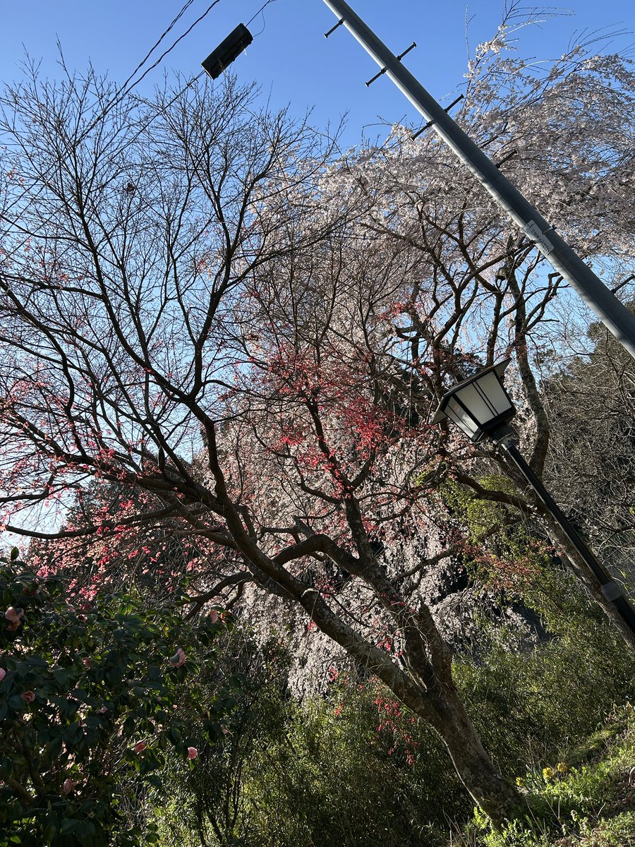 今朝の我が家の桜の木🌸🌸
忙しくなる新しい1週間になるかな、癒される
