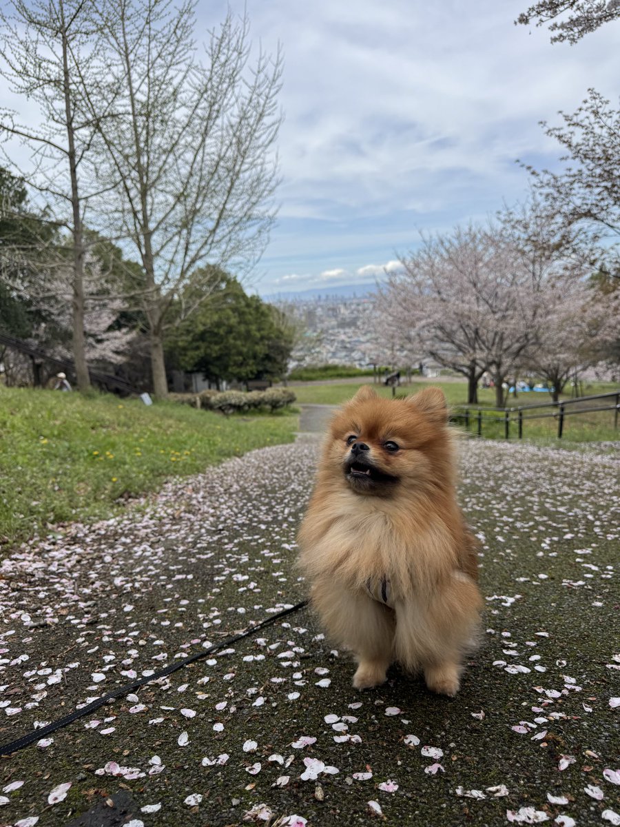 あやめ 🜸 Meteor・Valefor tweet media