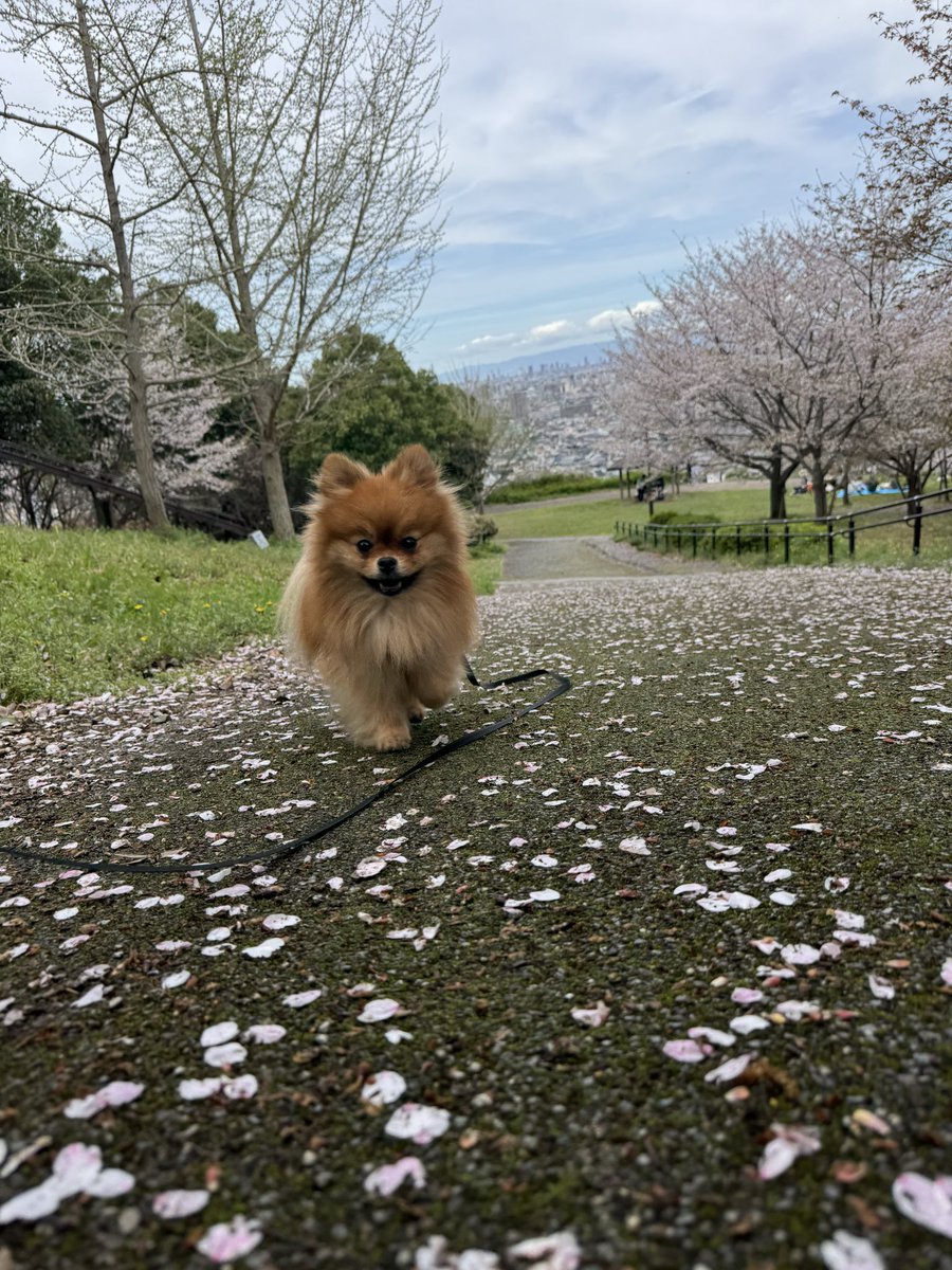 あやめ 🜸 Meteor・Valefor tweet media