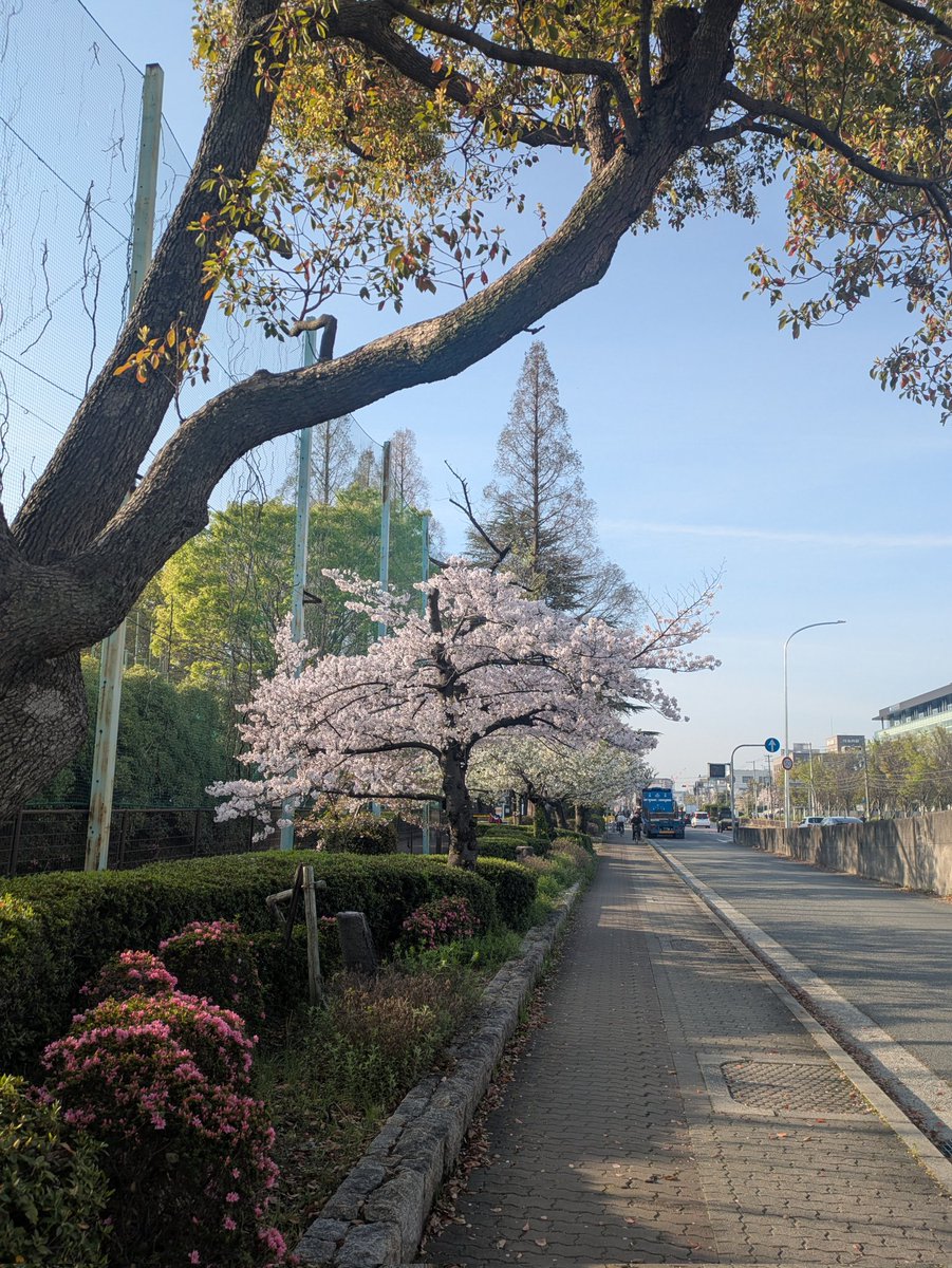 雑談好きのヒイロ🎗\(´ω`)/🎶UBI賛成! tweet media