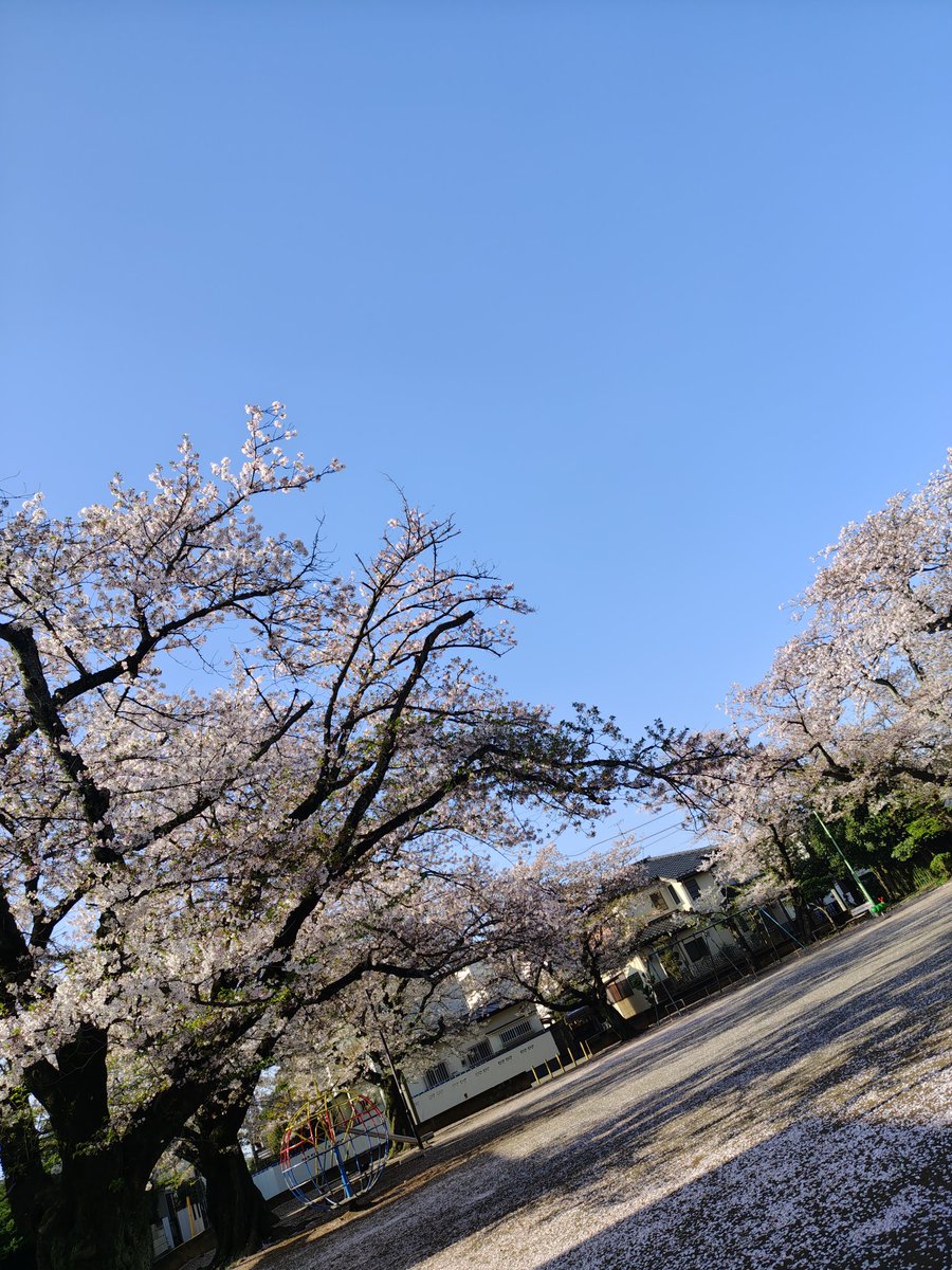 ↘️⏩ペコリちゃん tweet media