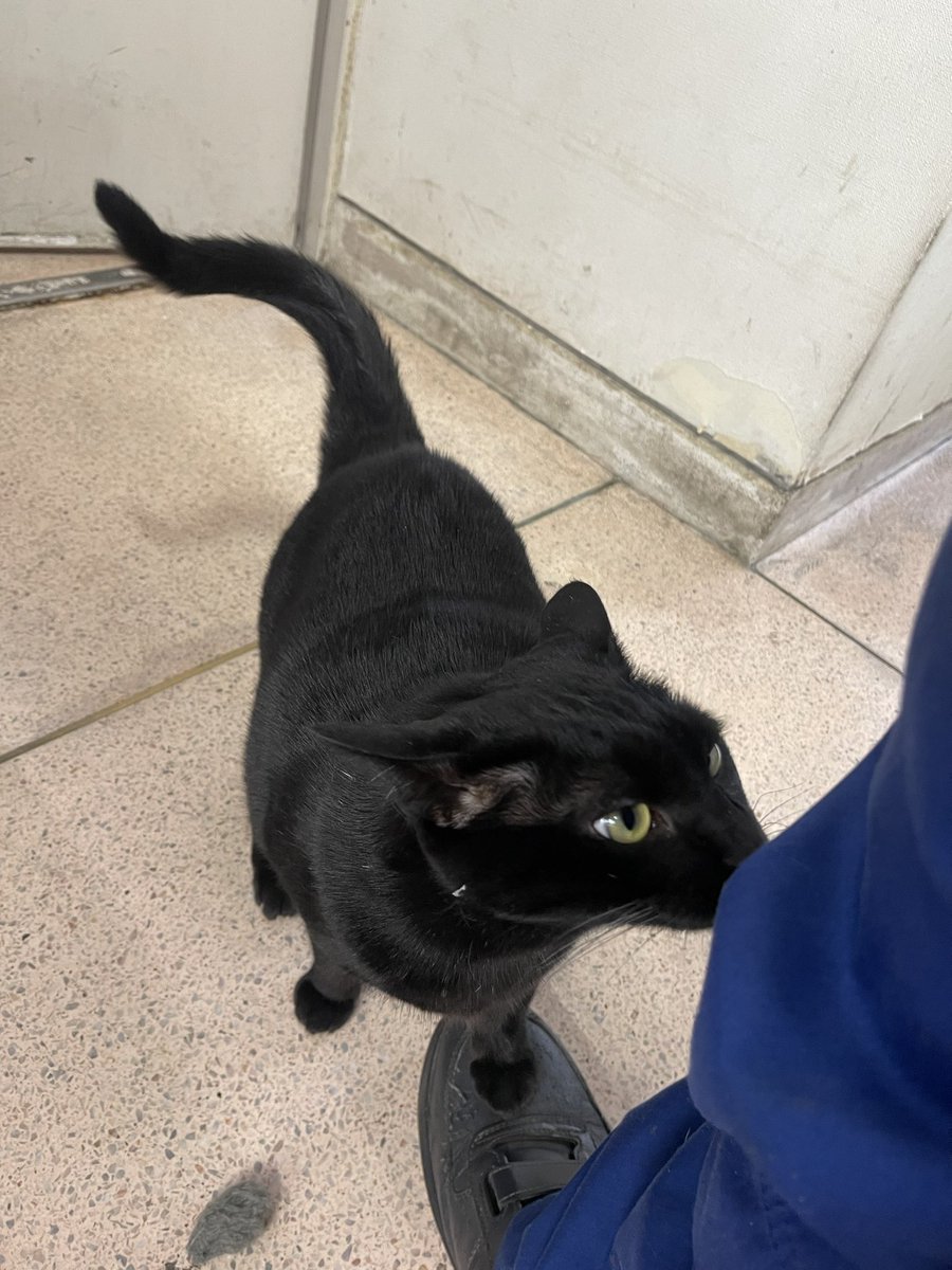 飛鳥(70スープラ乗り) tweet media