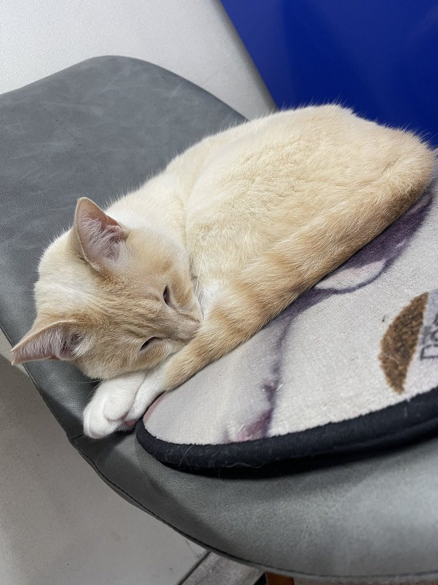 飛鳥(70スープラ乗り) tweet media